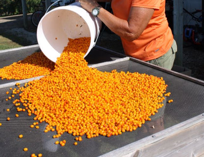 Sea Buckthorn Made In Himachal Pulp Juice, Liquid Concentrate 500ml