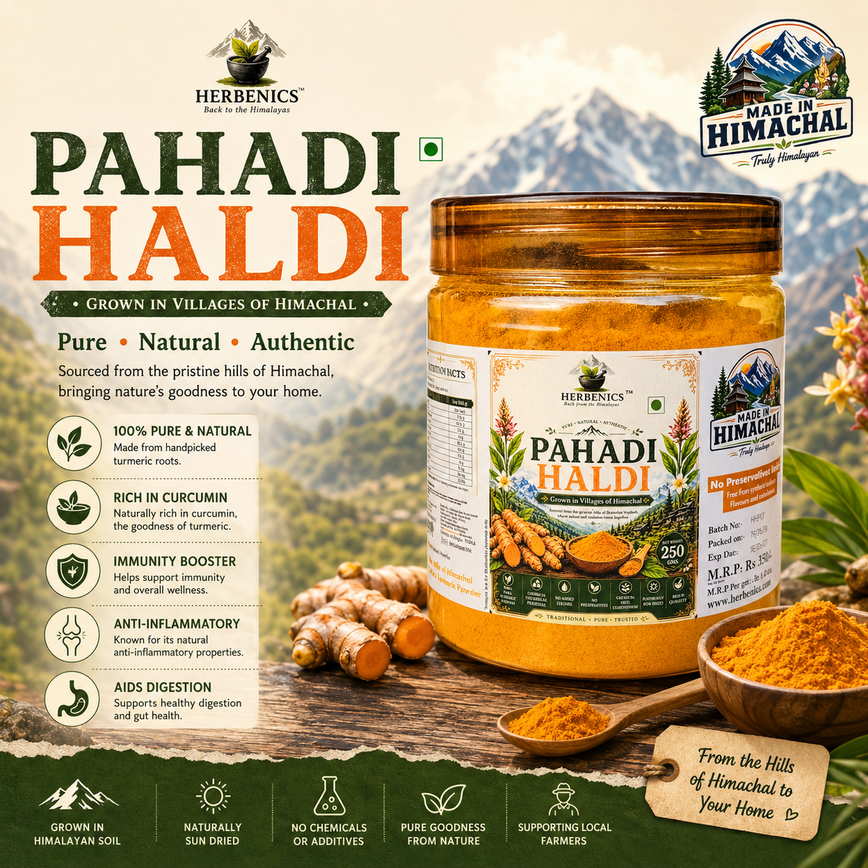 Pahadi Haldi- Rich in Curcumin