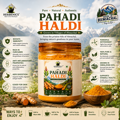 Pahadi Haldi- Rich in Curcumin